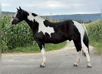 Pintos Mix, Wallach, 3 Jahre, 155 cm, Schecke