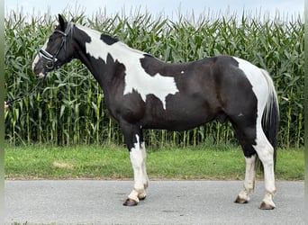 Pintos Mix, Wallach, 3 Jahre, 155 cm, Schecke