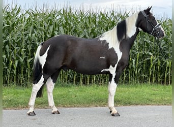 Pintos Mix, Wallach, 3 Jahre, 155 cm, Schecke