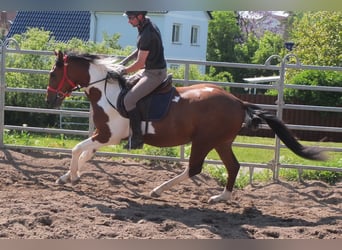 Pintos, Wallach, 3 Jahre, 157 cm, Schecke