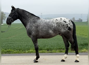 Pintos Mix, Wallach, 3 Jahre, 158 cm, Tigerschecke