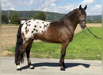 Pintos Mix, Wallach, 3 Jahre, 159 cm, Tigerschecke