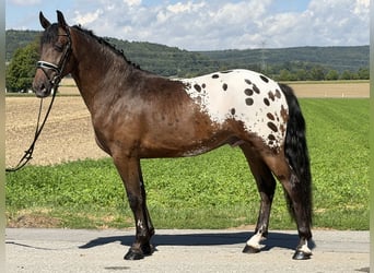 Pintos Mix, Wallach, 3 Jahre, 159 cm, Tigerschecke