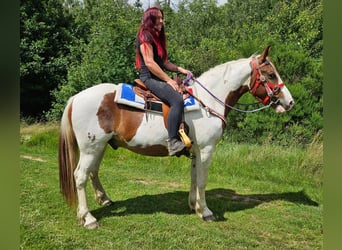 Pintos, Wallach, 3 Jahre, 160 cm, Schecke