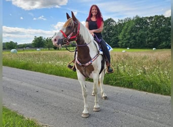 Pintos, Wallach, 3 Jahre, 160 cm, Schecke