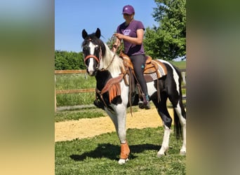 Pintos, Wallach, 3 Jahre