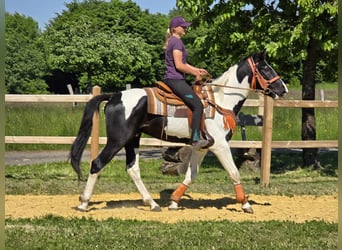 Pintos, Wallach, 3 Jahre