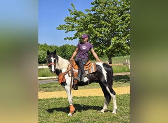 Pintos, Wallach, 3 Jahre