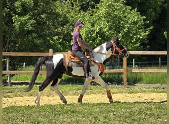 Pintos, Wallach, 3 Jahre