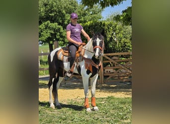 Pintos, Wallach, 3 Jahre