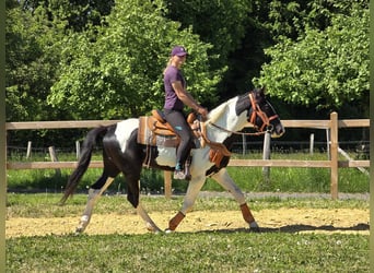 Pintos, Wallach, 3 Jahre