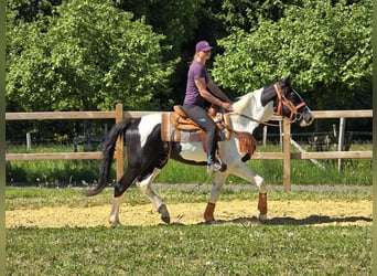 Pintos, Wallach, 3 Jahre