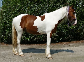 Pintos, Wallach, 4 Jahre, 139 cm, Schecke