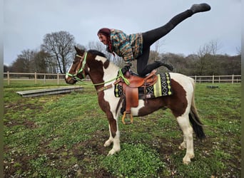 Pintos, Wallach, 4 Jahre, 143 cm, Schecke