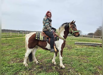 Pintos, Wallach, 4 Jahre, 143 cm, Schecke