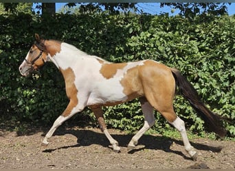 Pintos, Wallach, 4 Jahre, 146 cm, Schecke