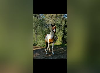 Pintos Mix, Wallach, 4 Jahre, 150 cm, Schecke