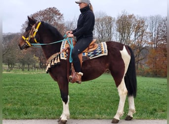 Pintos, Wallach, 4 Jahre, 151 cm, Schecke