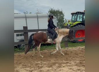 Pintos, Wallach, 4 Jahre, 154 cm, Schecke