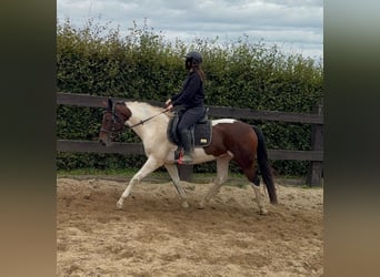 Pintos, Wallach, 4 Jahre, 154 cm, Schecke