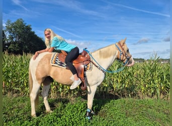 Pintos, Wallach, 4 Jahre, 154 cm, Schecke