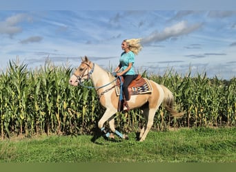 Pintos, Wallach, 4 Jahre, 154 cm, Schecke
