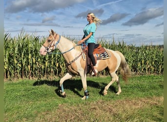 Pintos, Wallach, 4 Jahre, 154 cm, Schecke