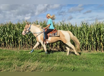 Pintos, Wallach, 4 Jahre, 154 cm, Schecke