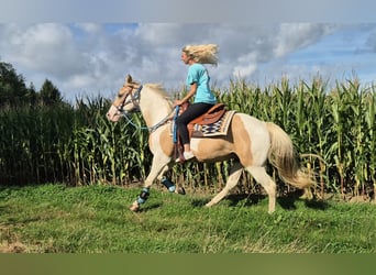 Pintos, Wallach, 4 Jahre, 154 cm, Schecke