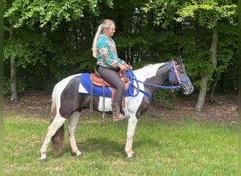 Pintos, Wallach, 4 Jahre, 154 cm, Schecke