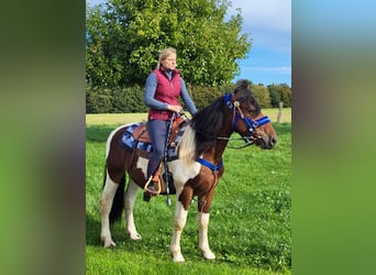 Pintos, Wallach, 4 Jahre, 154 cm, Schecke