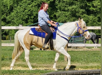 Pintos, Wallach, 4 Jahre, 154 cm, Schecke