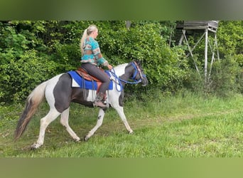 Pintos, Wallach, 4 Jahre, 154 cm, Schecke