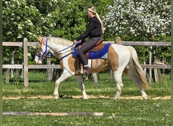 Pintos, Wallach, 4 Jahre, 154 cm, Schecke