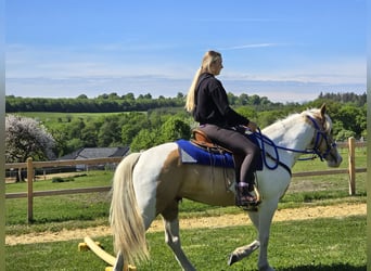 Pintos, Wallach, 4 Jahre, 154 cm, Schecke