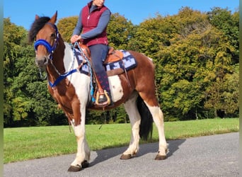 Pintos, Wallach, 4 Jahre, 154 cm, Schecke