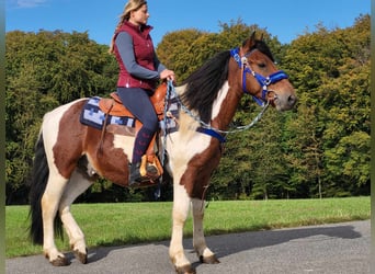 Pintos, Wallach, 4 Jahre, 154 cm, Schecke