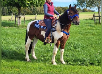 Pintos, Wallach, 4 Jahre, 154 cm, Schecke