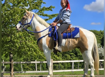 Pintos, Wallach, 4 Jahre, 154 cm, Schecke