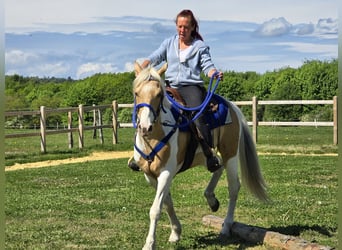 Pintos, Wallach, 4 Jahre, 154 cm, Schecke