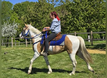 Pintos, Wallach, 4 Jahre, 154 cm, Schecke
