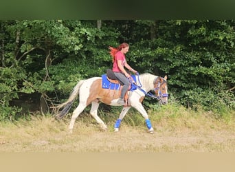 Pintos, Wallach, 4 Jahre, 155 cm, Schecke
