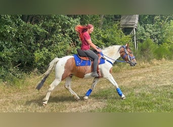 Pintos, Wallach, 4 Jahre, 155 cm, Schecke