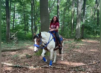 Pintos, Wallach, 4 Jahre, 155 cm, Schecke