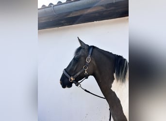 Pintos, Wallach, 4 Jahre, 156 cm, Schecke