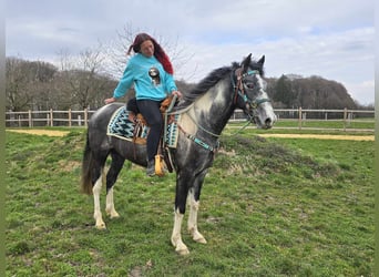 Pintos, Wallach, 4 Jahre, 157 cm, Schecke