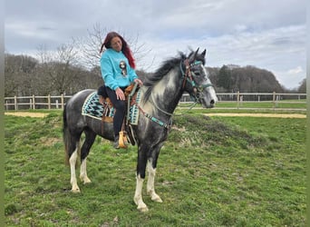 Pintos, Wallach, 4 Jahre, 157 cm, Schecke