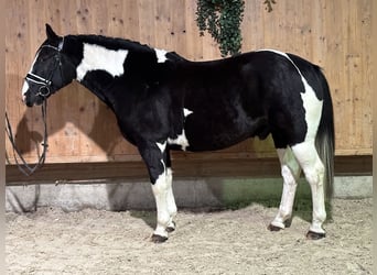 Pintos Mix, Wallach, 4 Jahre, 158 cm, Schecke