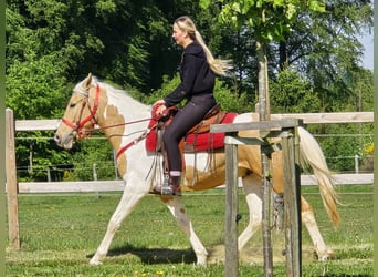 Pintos, Wallach, 4 Jahre, 158 cm, Schecke
