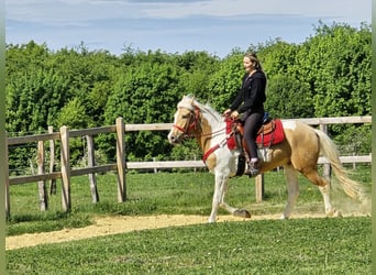 Pintos, Wallach, 4 Jahre, 158 cm, Schecke